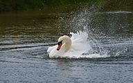 Mute swan (Cygnus olor)